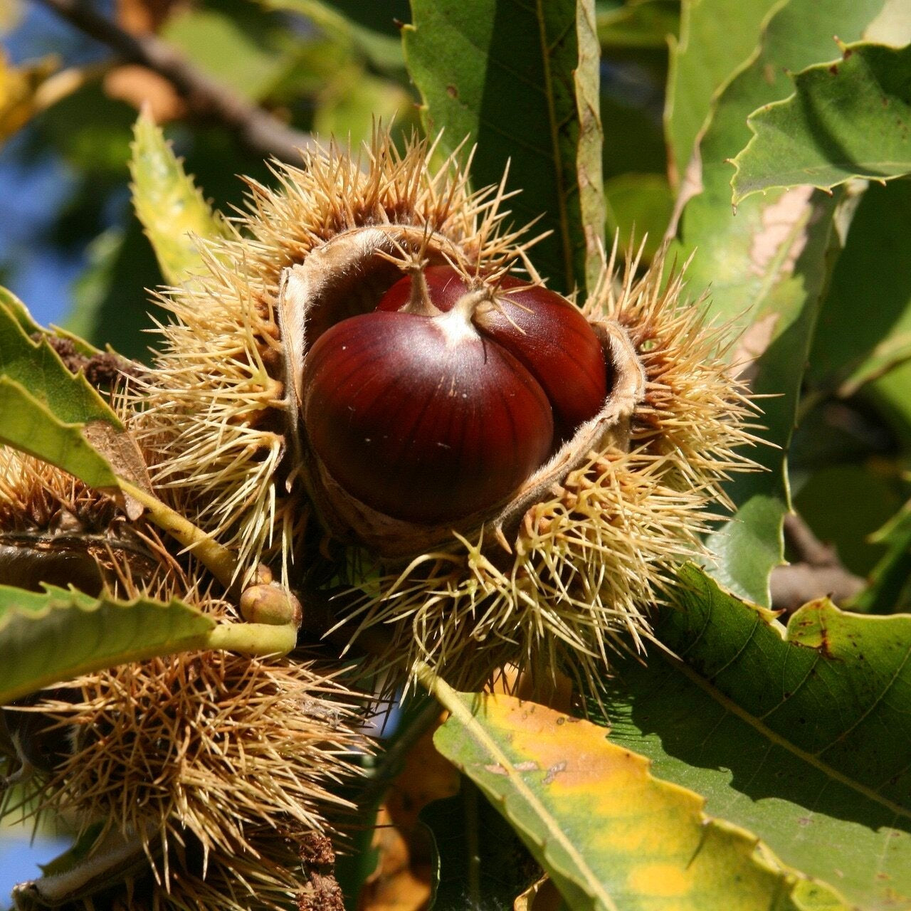 gaštan jedlý castanea sativa plod