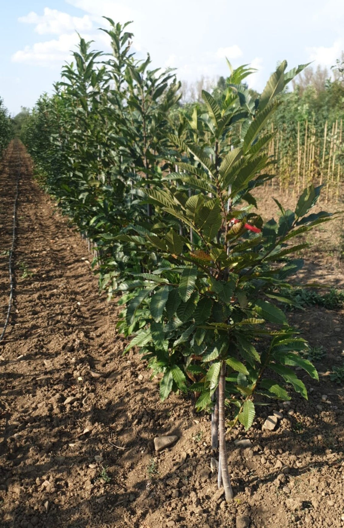 gaštan jedlý castanea sativa strom v poraste