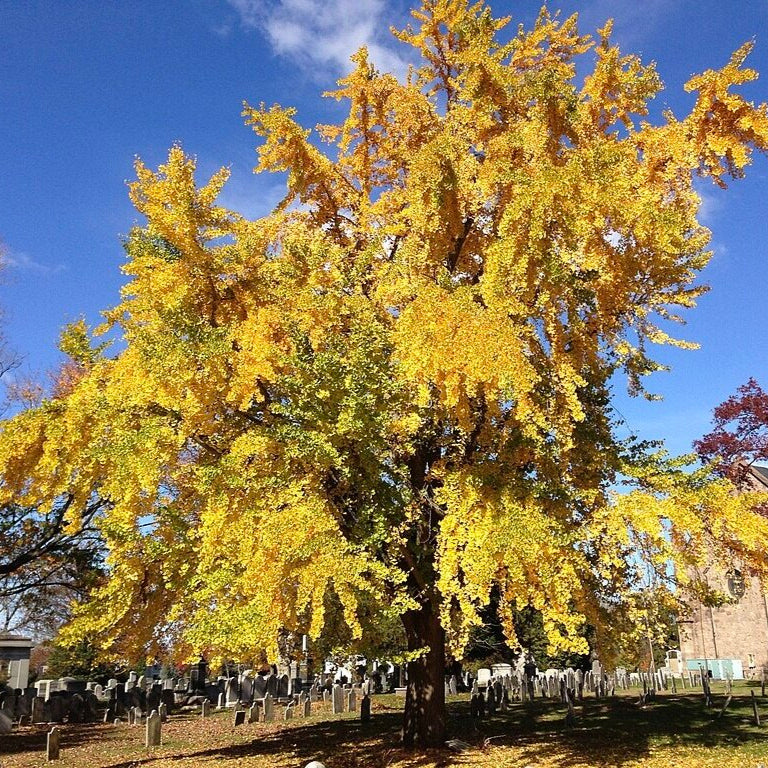ginko dvojlaločné ginko biloba strom