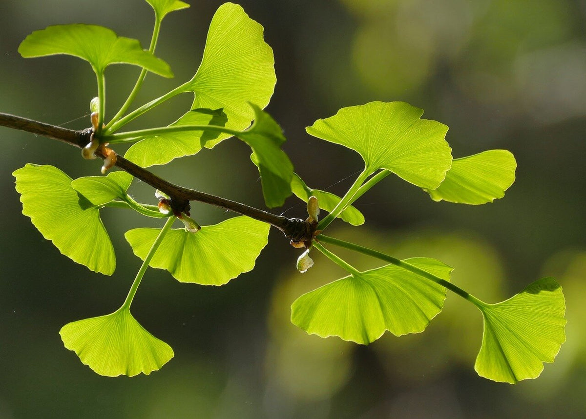 ginko dvojlaločné ginko biloba listy
