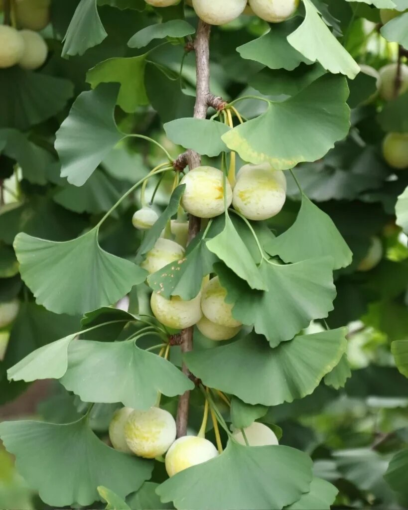 ginko dvojlaločné ginko biloba listy plody