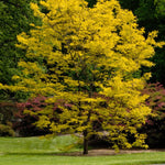 Gledíčia trojtŕňová beztŕnna listnatý strom