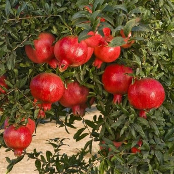 Granátovník púnsky Parfianka