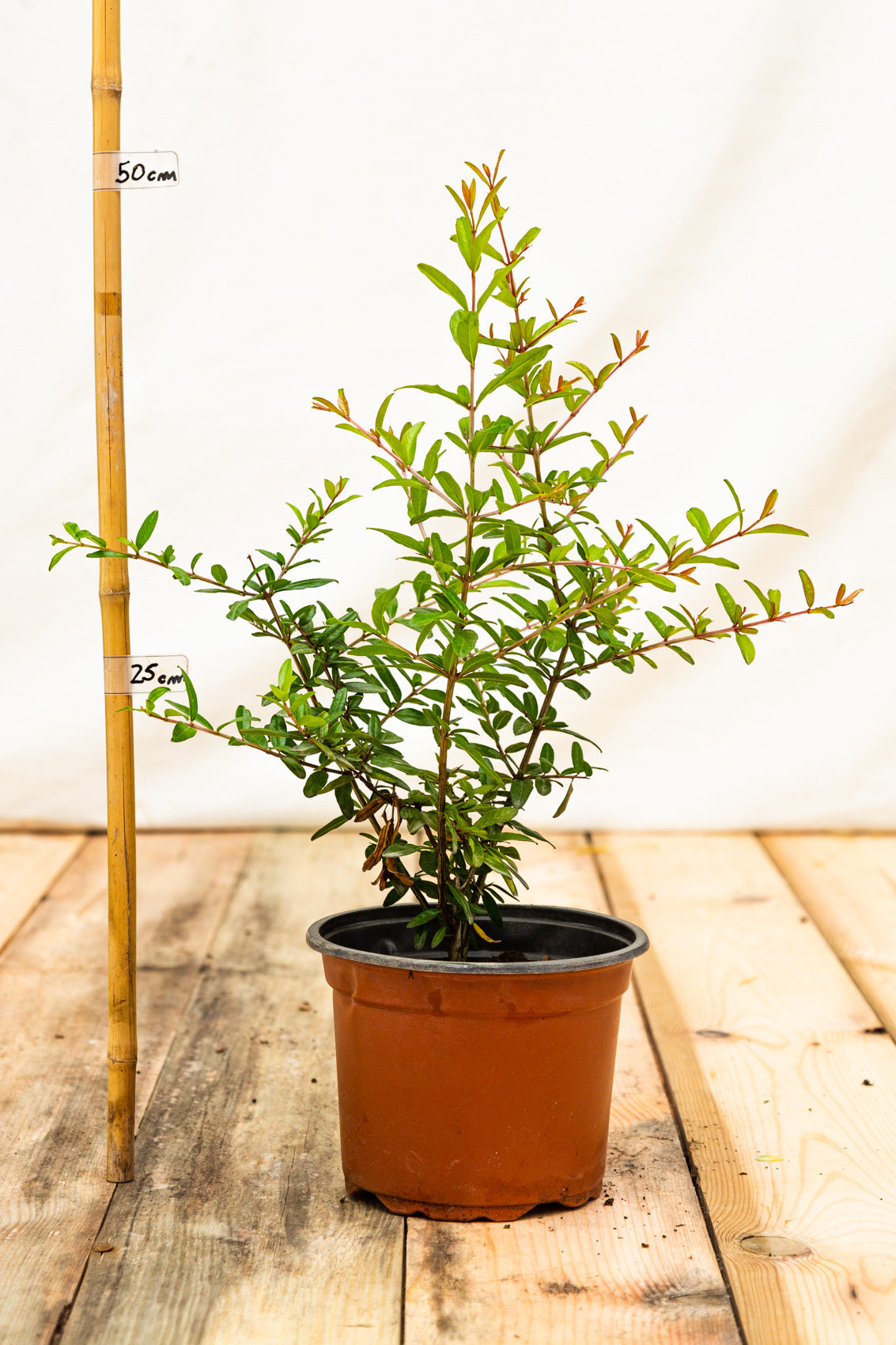 Granátovník púnsky Parfianka