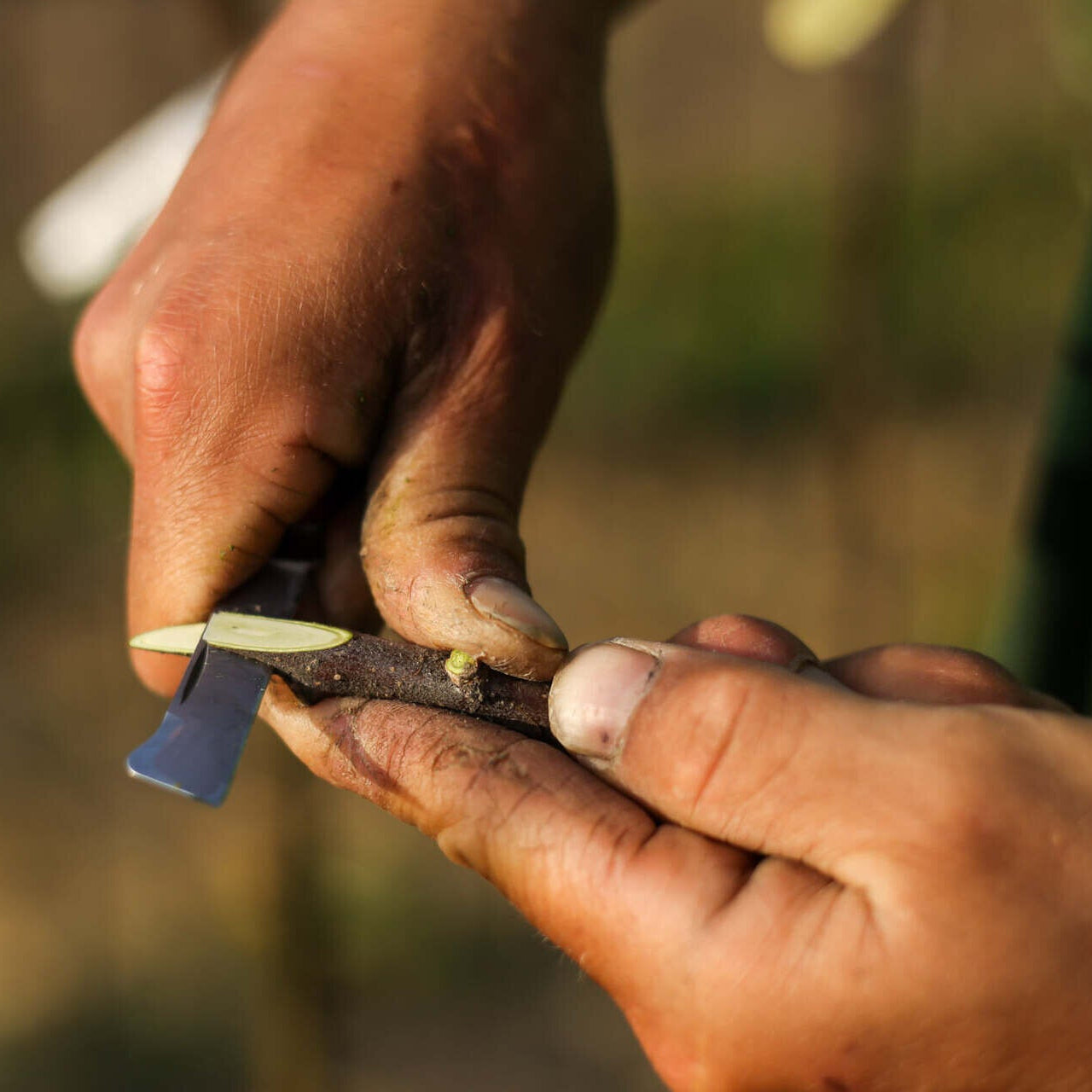 gumičky na štepenie. Praktický pomocník pri štepení, rozložiteľný materiál. ONGS