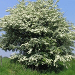 hloh jednosemenný kvety