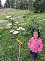 Hloh Lavallov detail strom