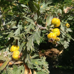 hloh veľkoplodý žltý Aurea plody