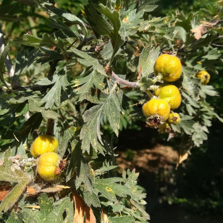 hloh veľkoplodý žltý Aurea plody