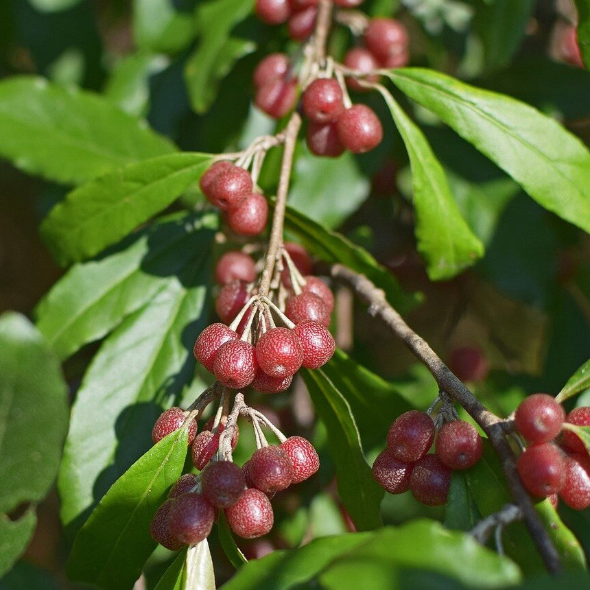 hlošina okolíkatá červené plody  Elaeagnus umbellata