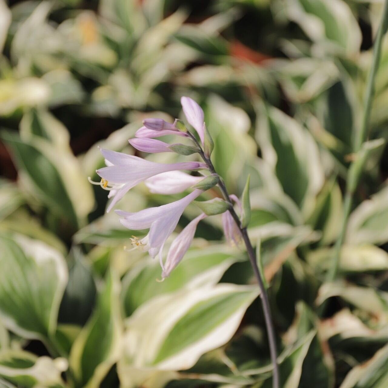 hosta Minuteman jedlé kvety TJKHOSMIMAK