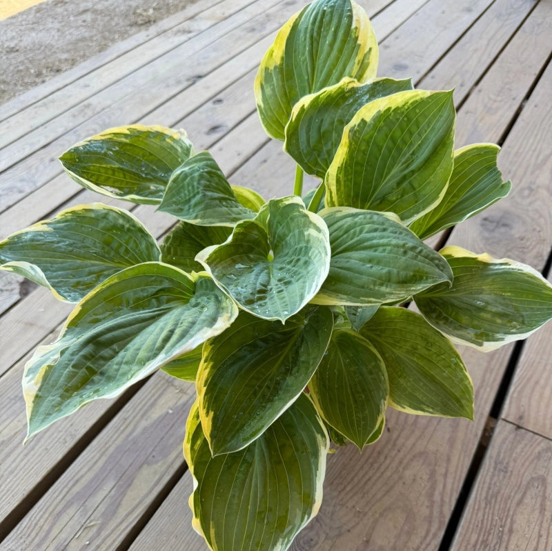 Hosta Fragrant Bouquet
