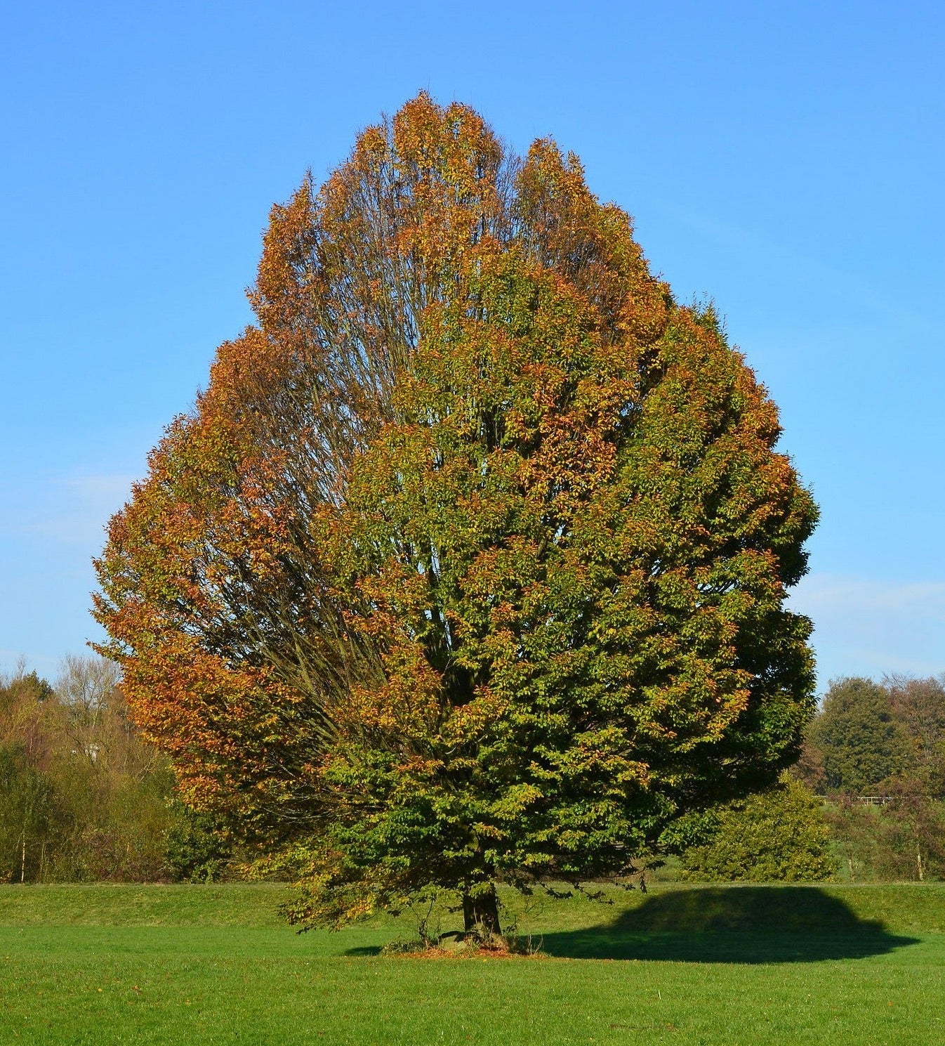 hrab obyčajný strom Carpinus betulus