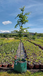 hrab obyčajný strom Carpinus betulus airpot