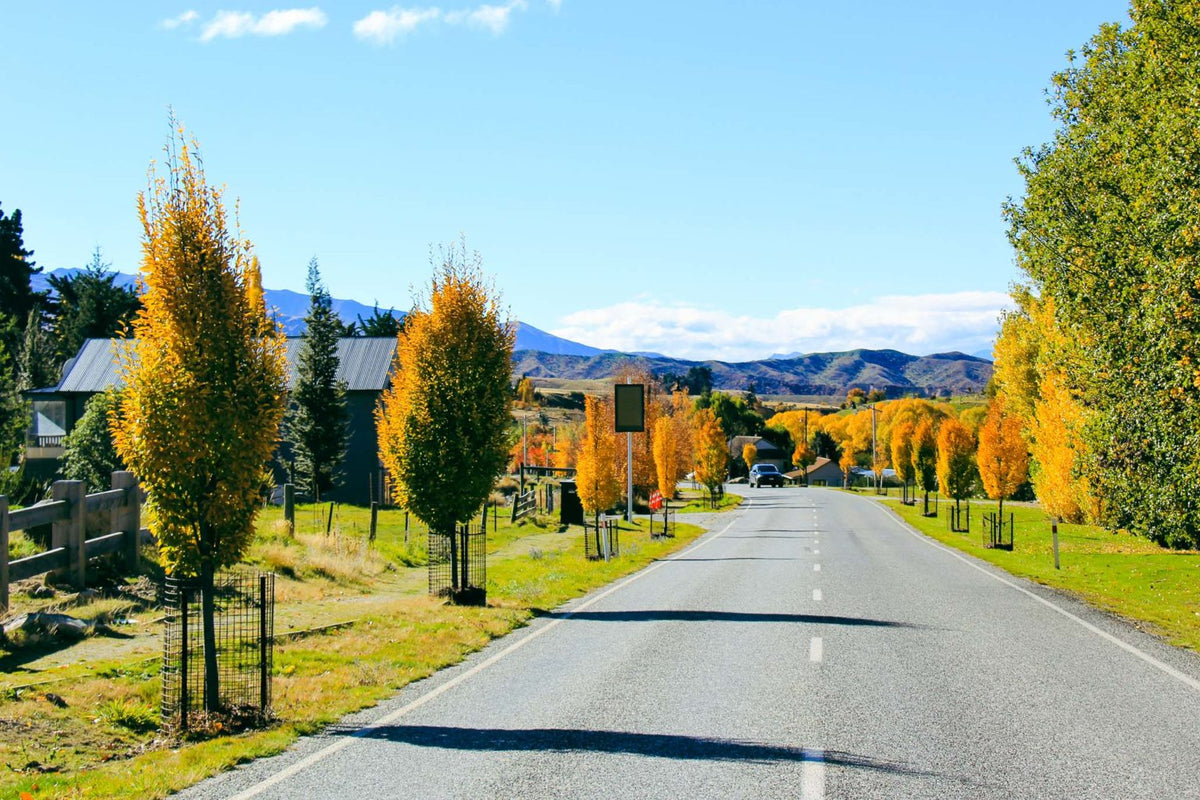 Hrab obyčajný Fastigiata
