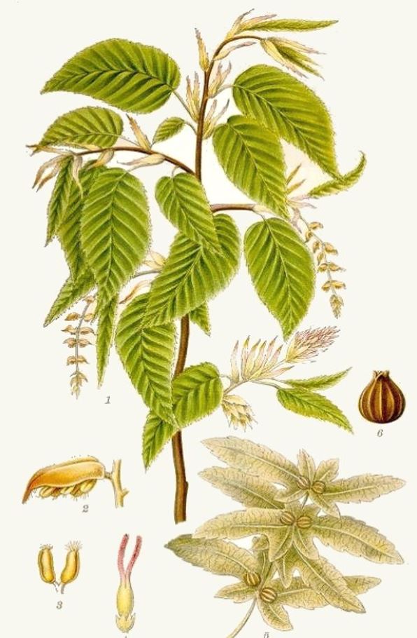 hrab obyčajný  Carpinus betulus kresba  listy plody