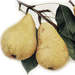 hruška Canalova plody 