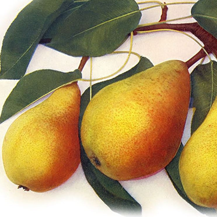 hruška Giffardova plody