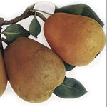 hruška Hardyho plody