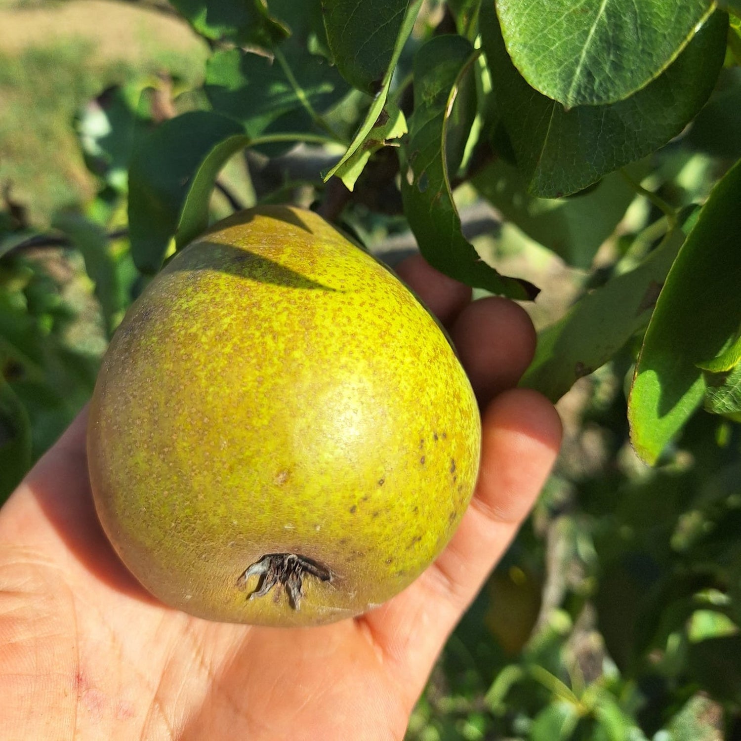 Hruška Hardyho maslovka