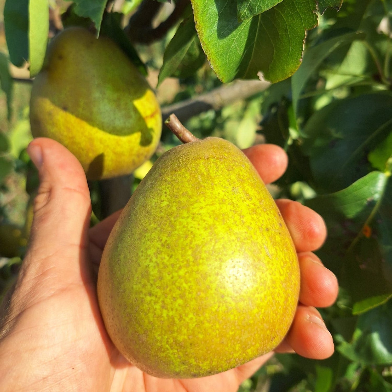 Hruška Hardyho maslovka