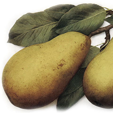 Hruška Le Brunova