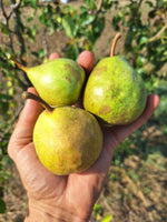 hruška Libochovicka plody OSHLIB