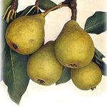 hruška Magdalénka plody