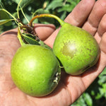 hruška Magdalenka plody v dlani