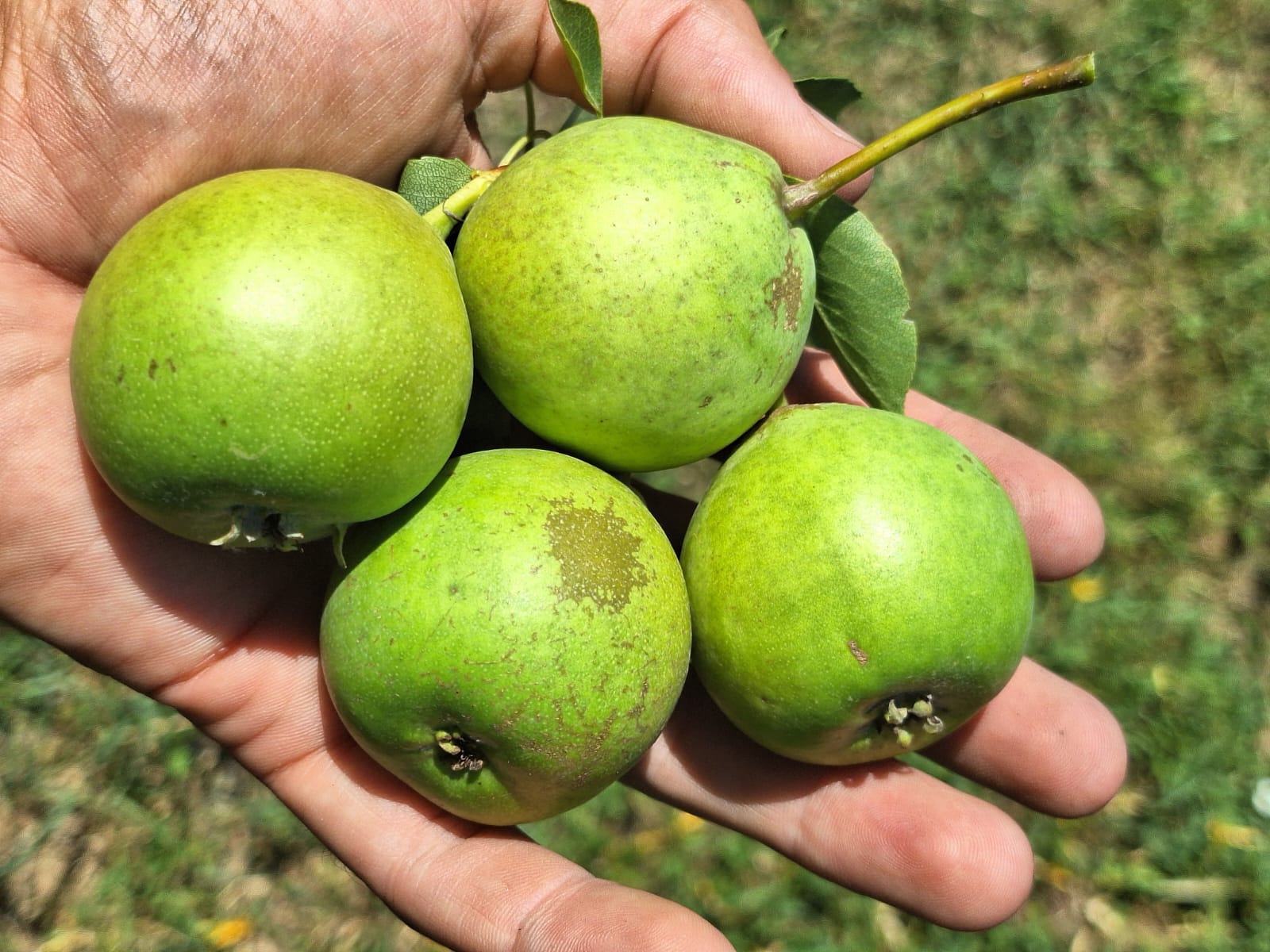 hruška Magdalénka plody