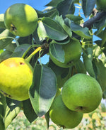 hruška Magdalénka plody na strome