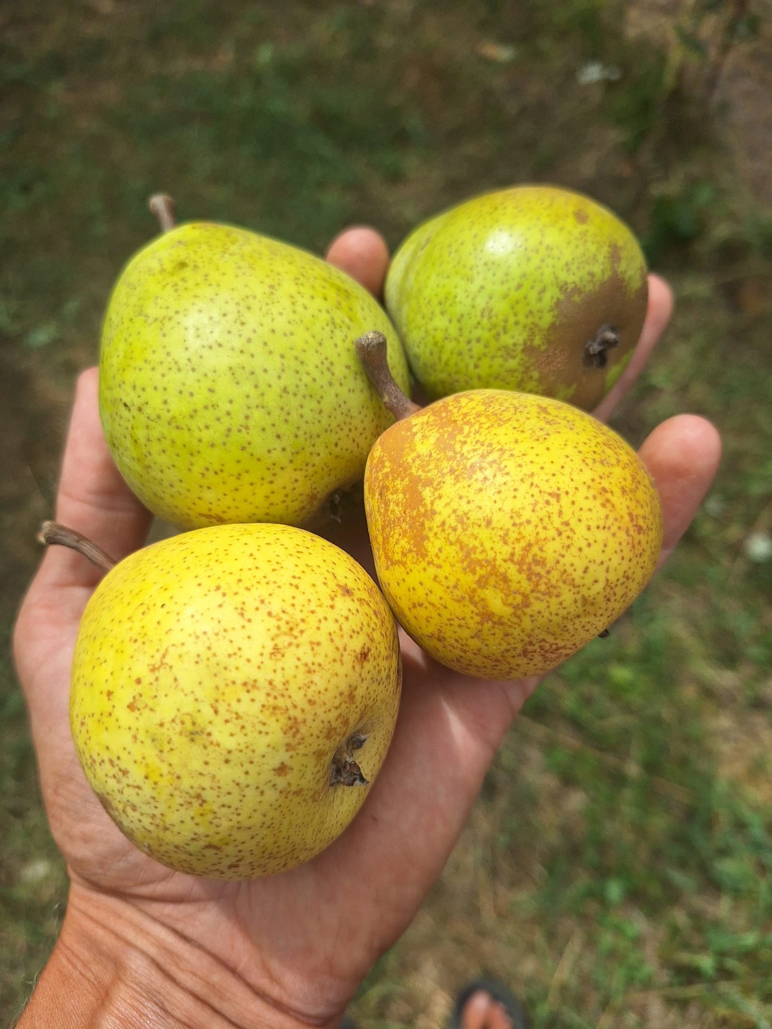 hruška Merodova plody OSHMER