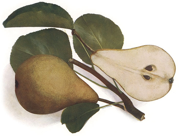 Hruška Neue Poiteau