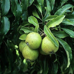 hruška Nivalis plody