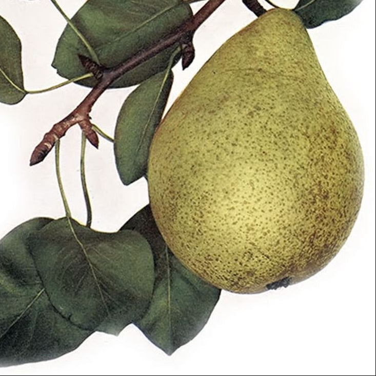 hruška Parížanka plod