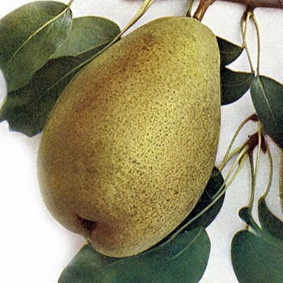 hruška President Mas plody