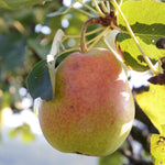 hruška Ružovka plod