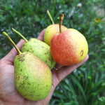 hruška Ružovka plody