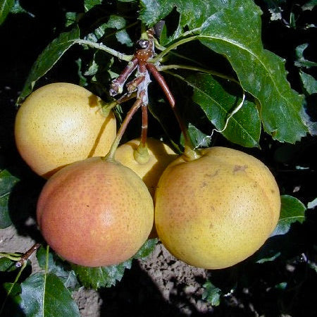 hruška Tatarova plody