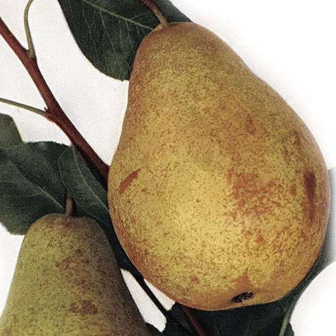 Hruška Viennská plody