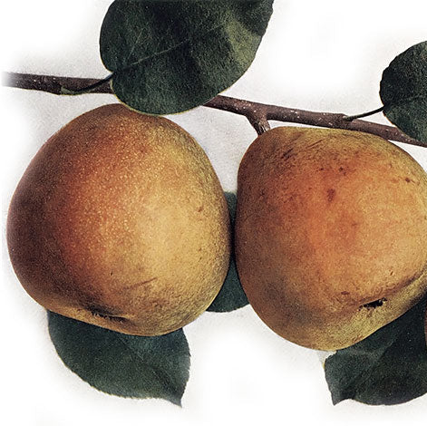 Hruška Anglická bergamotka