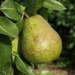 Hruška Angoulemská plod detail