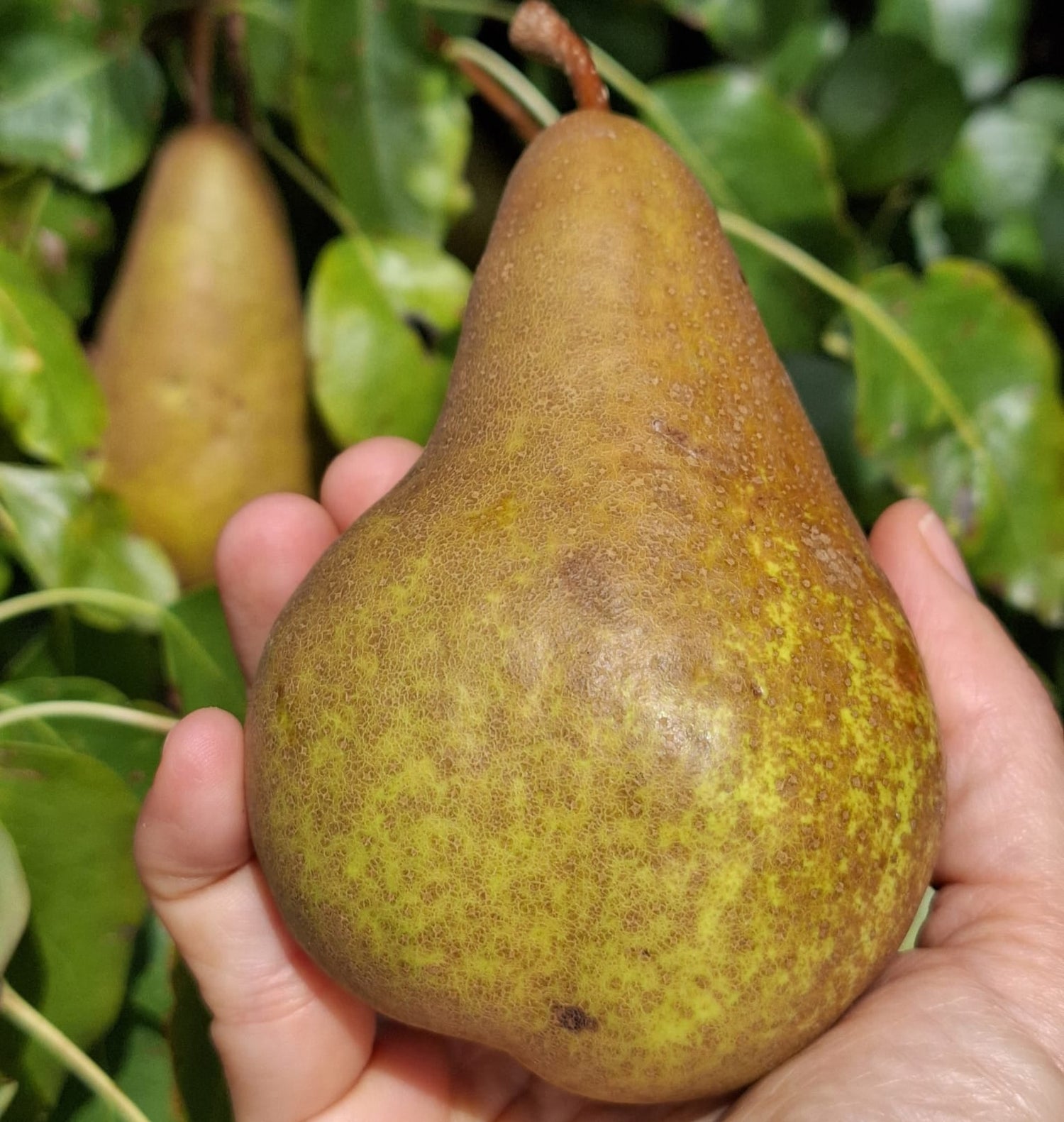 Hruška Boscova fľaša