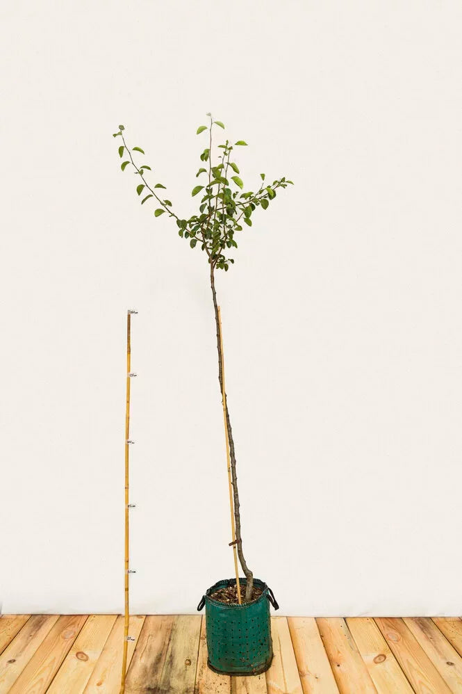 Hruška Charneuská airpot arbotaška strom