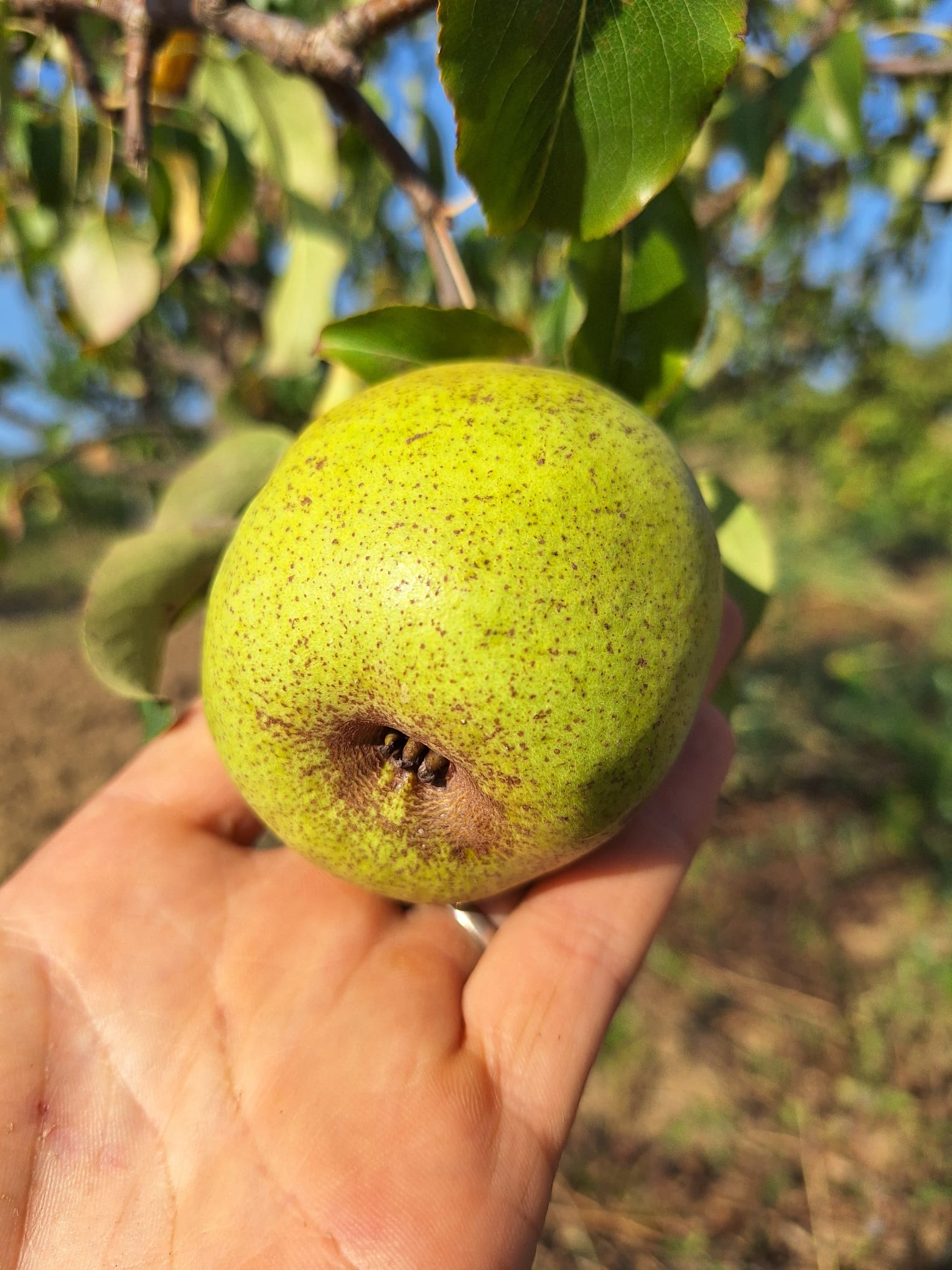 hruška dekanka zimná plod