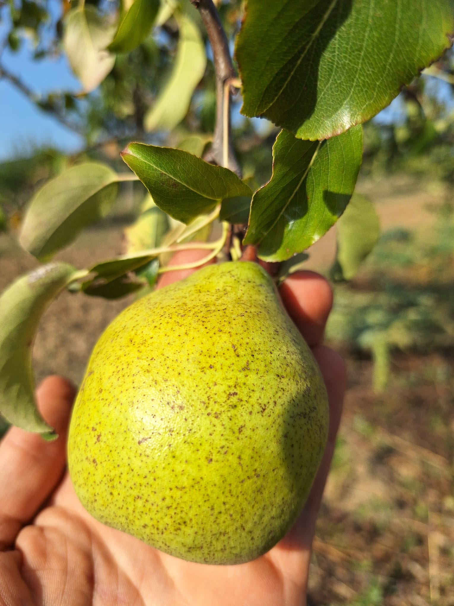 hruška dekanka zimná plod