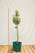 Hruška Dekanka zimná strom arbotaška airpot