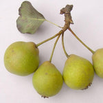Hruška Jakubka česká plody detail