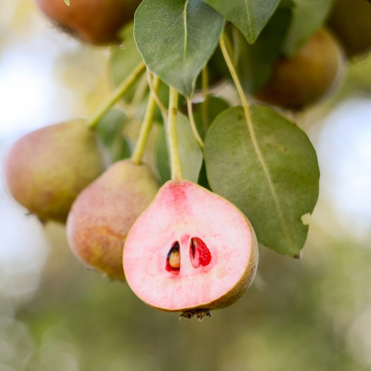 Hruška Krvavka citrónová plod detail