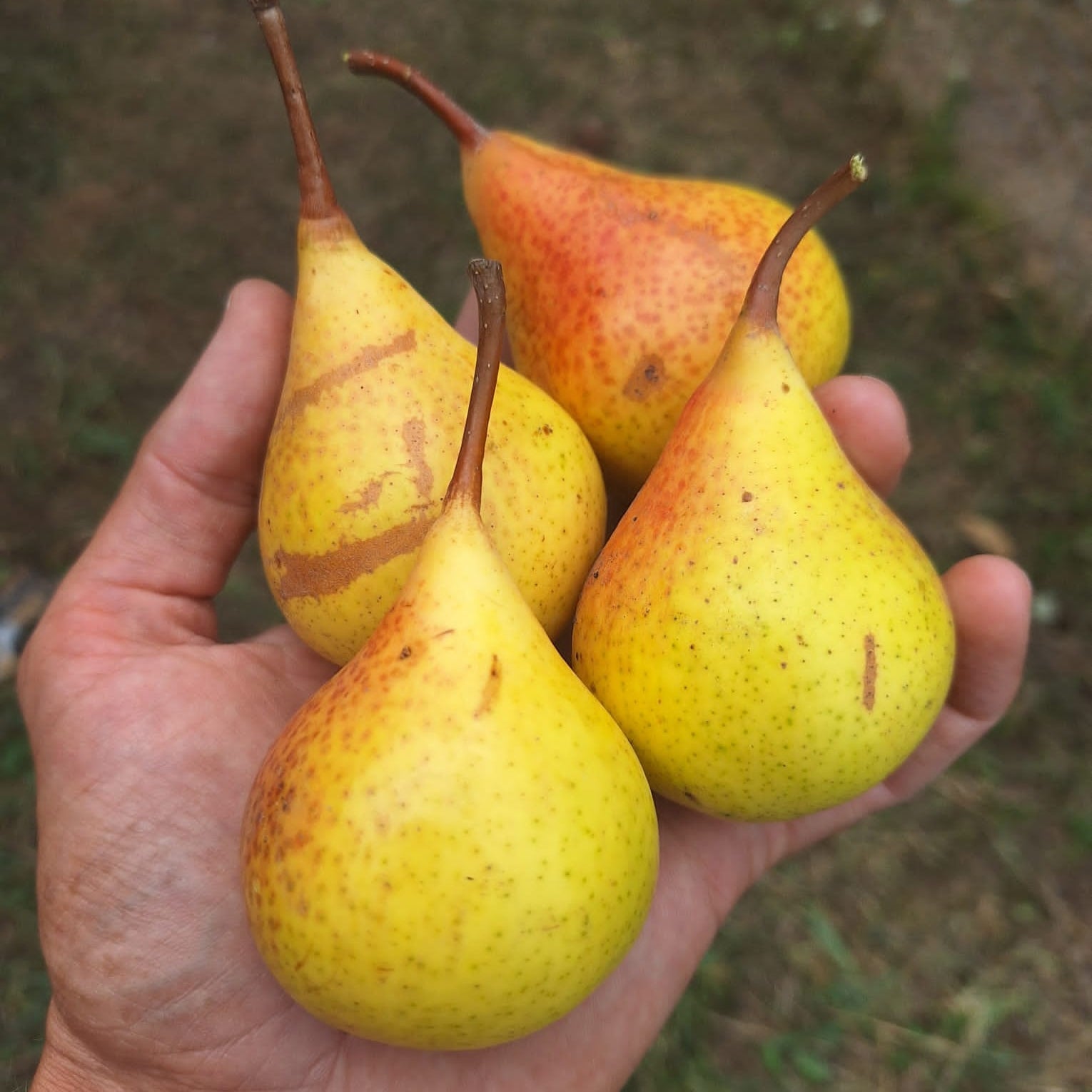 hruška Maslovka rímska plody